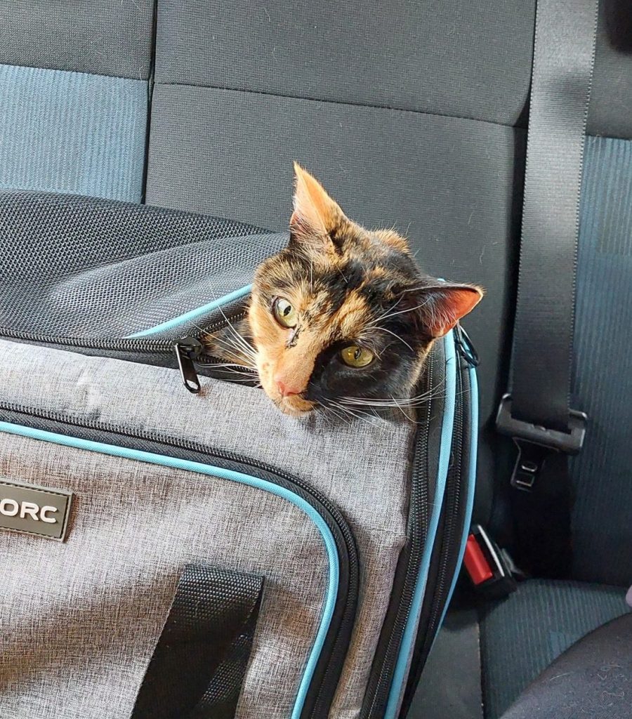 Ruby in cat travel bag